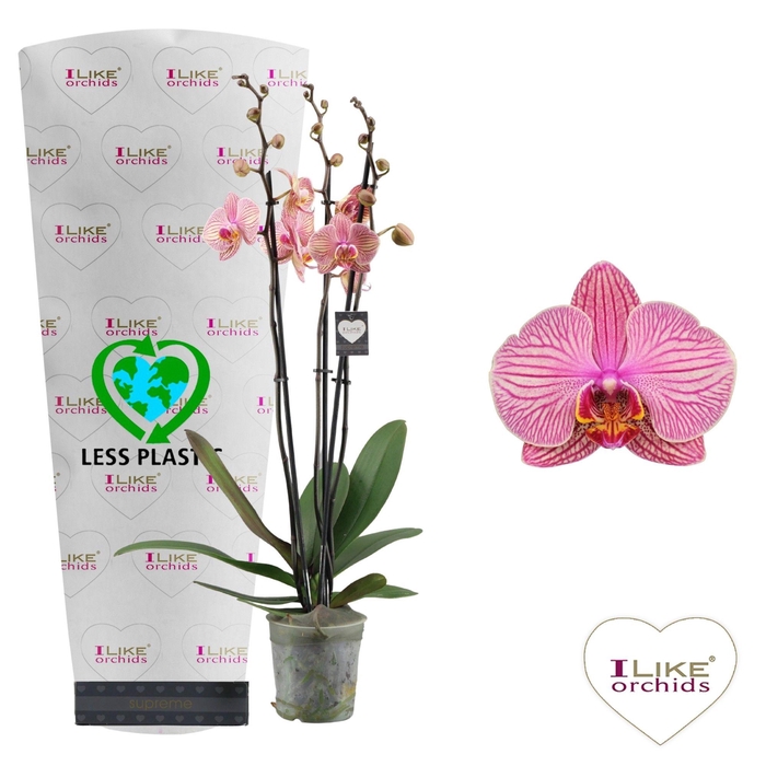 <h4>Phalaenopsis Jupiter - 3 tak 70cm (Less Plastic)</h4>