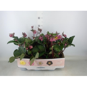 Helleborus  'Fkiss Pennys Pink'
