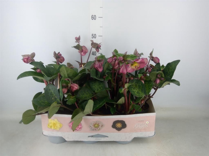 <h4>Helleborus  'Fkiss Pennys Pink'</h4>