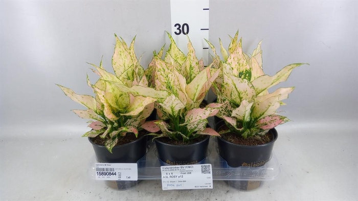 Aglaonema KB 'Rosy'
