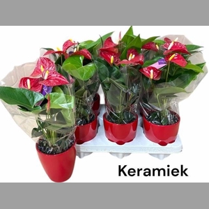 ANTHU AN BAMBINO RED