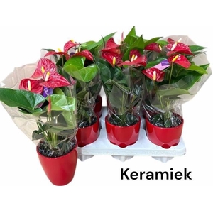 ANTHU AN BAMBINO RED