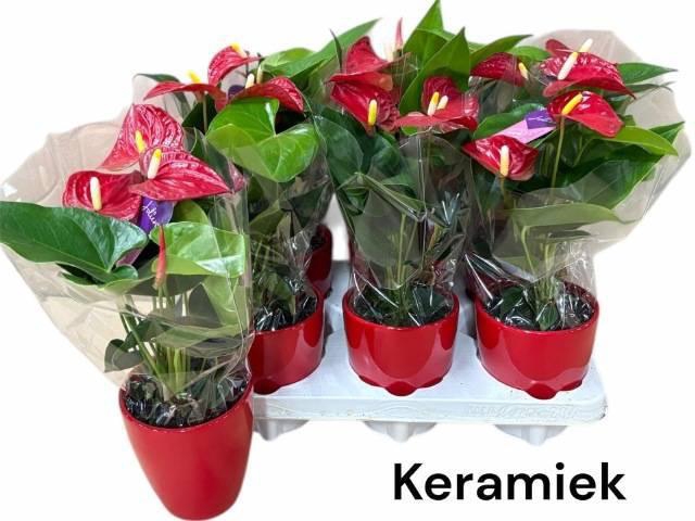 <h4>ANTHU AN BAMBINO RED</h4>