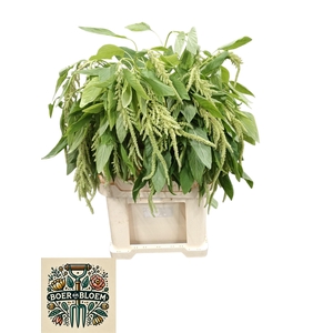 AMAR CA GREEN PEARLS