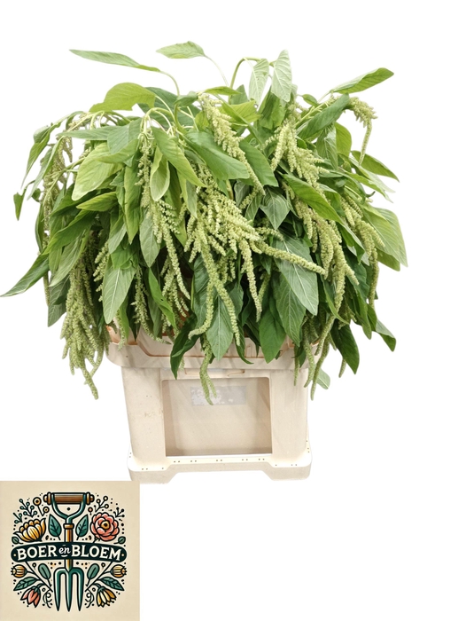 <h4>AMAR CA GREEN PEARLS</h4>