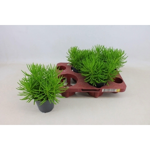 Senecio Himalaya 12cm