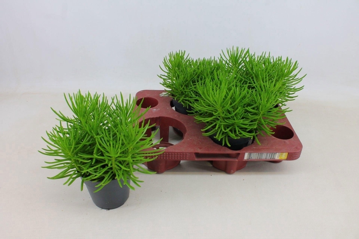 Senecio Himalaya 12cm