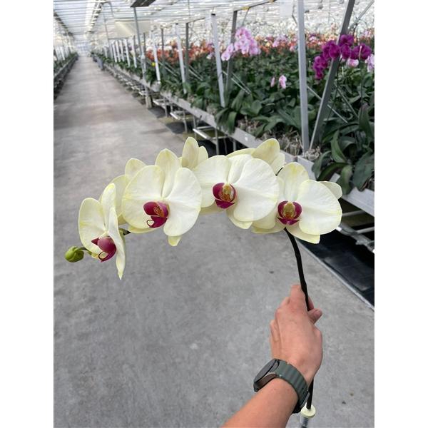 <h4>Phal Coloured Red Yellow</h4>