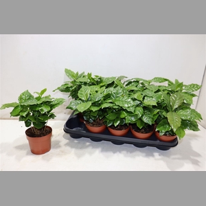 Coffea Arabica