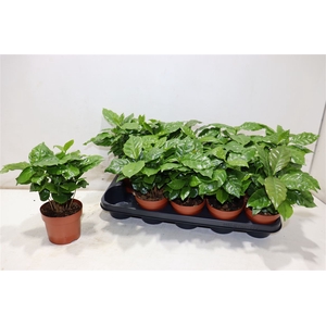 Coffea Arabica