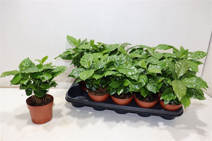 <h4>Coffea Arabica</h4>