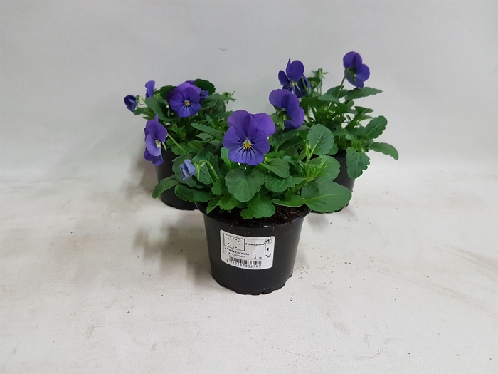 <h4>Viola cornuta Violet Beacon</h4>