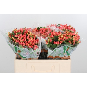 Hyp Mag Roy Princess