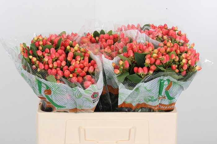 <h4>Hyp Mag Roy Princess</h4>