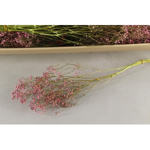 DF Gyps Bs (5) 60cm L.Pink