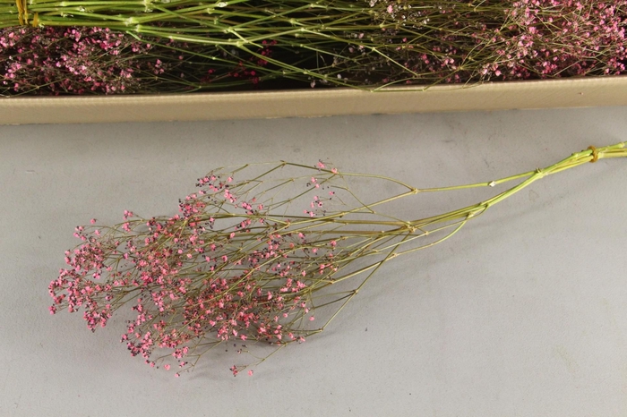 <h4>DF Gyps Bs (5) 60cm L.Pink</h4>