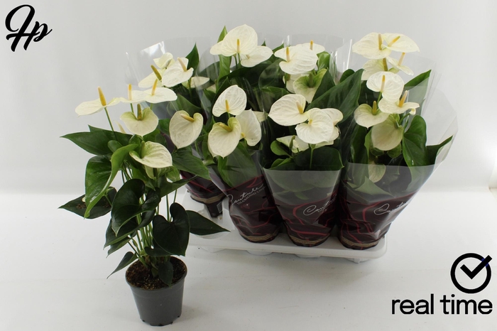 <h4>ANTHU AN COCOS</h4>