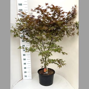 ACER PA ATROPURPUREU