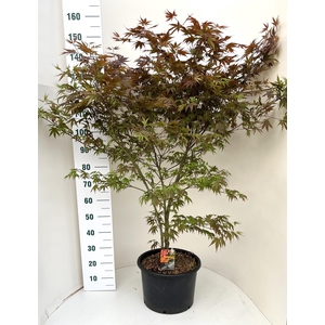 ACER PA ATROPURPUREU