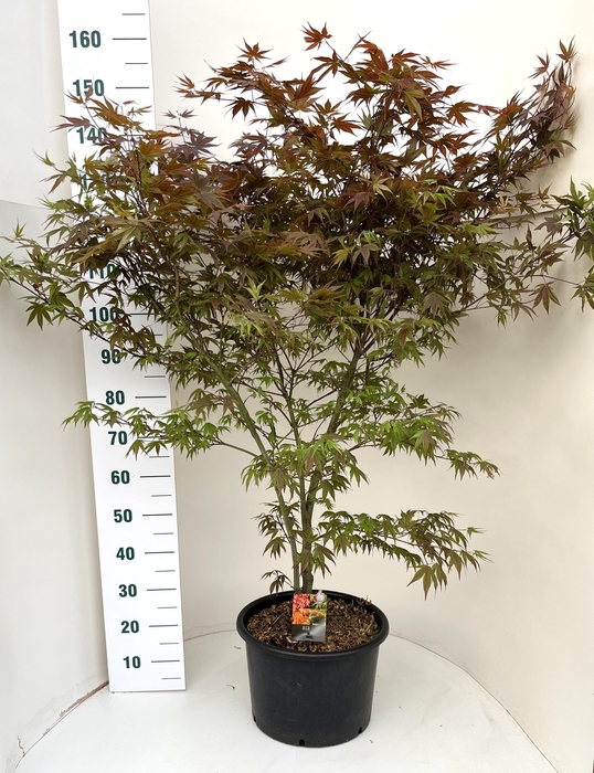 <h4>ACER PA ATROPURPUREU</h4>