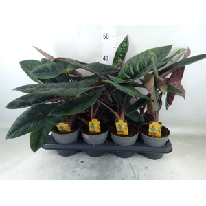 Alocasia scalprum