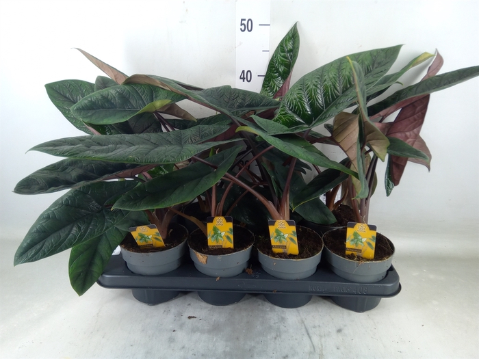<h4>Alocasia scalprum</h4>