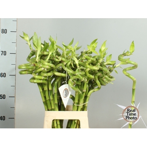 Dracaena Lucky Bamboo