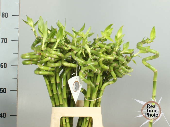 <h4>Dracaena Lucky Bamboo</h4>