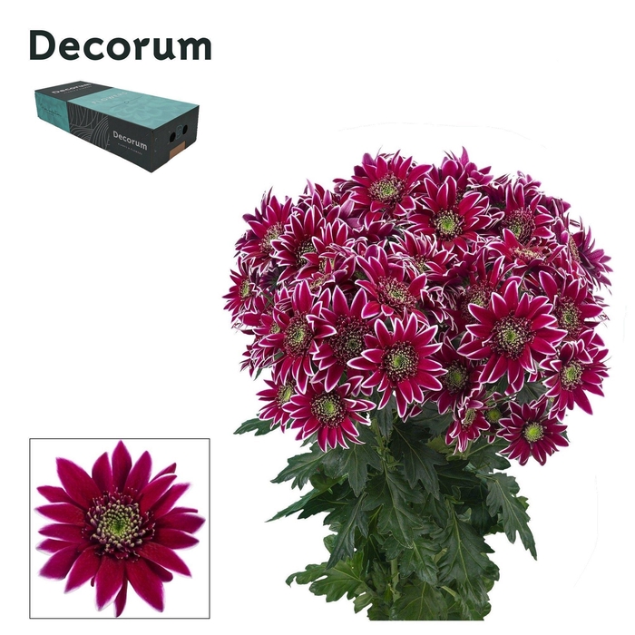 <h4>Chr T Bolte Decorum exportbox</h4>
