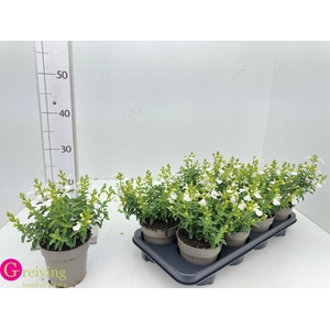 SALVIA MIRAG WHITE
