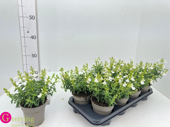 <h4>SALVIA MIRAG WHITE</h4>
