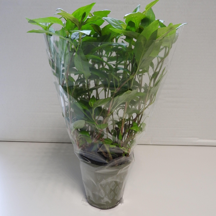 <h4>Koriander Thaï P9</h4>