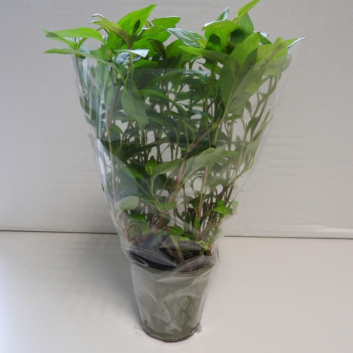 <h4>Koriander Thaï P9</h4>