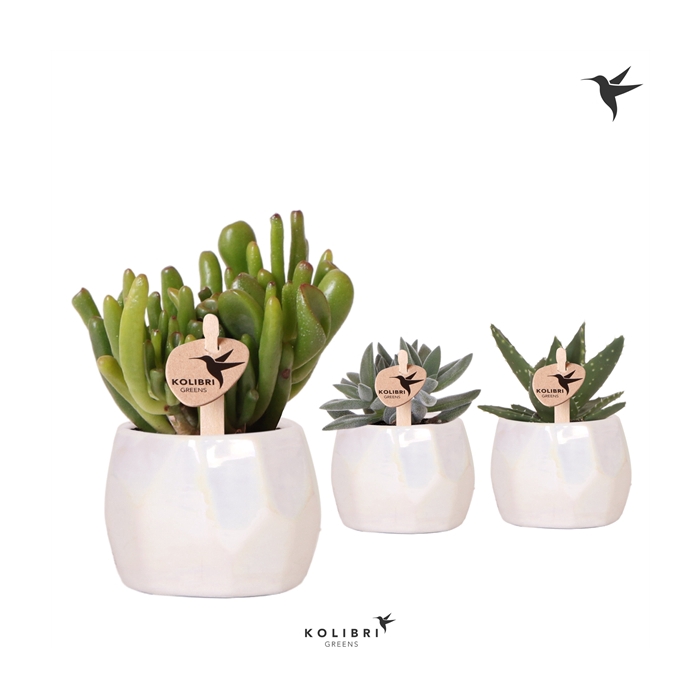 <h4>Kolibri Greens Succulenten mix in Pearl pot travertine</h4>