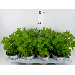 Mentha piperita