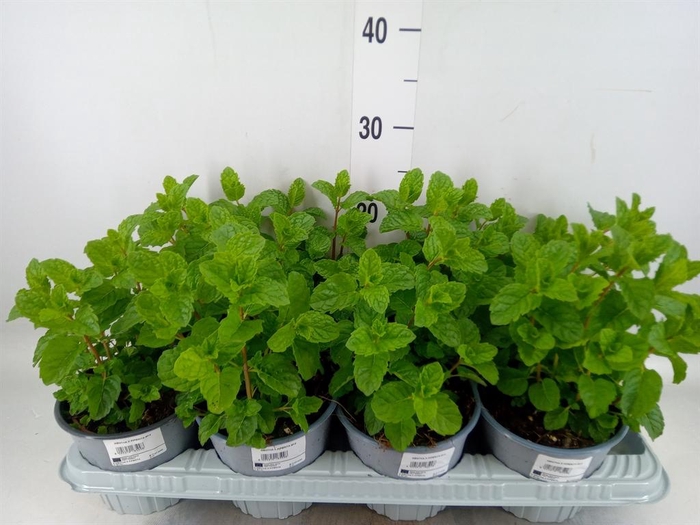 <h4>Mentha piperita</h4>