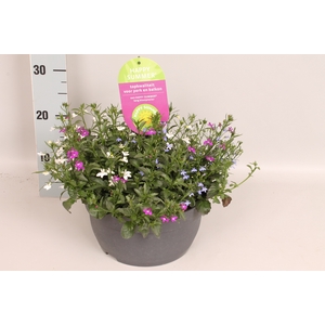 Schaal 26 Lobelia Carnaval