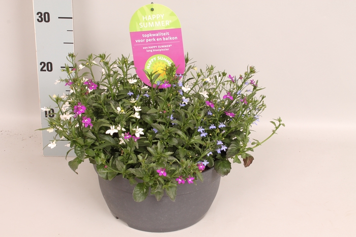 <h4>Schaal 26 Lobelia Carnaval</h4>
