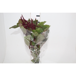 AMARANTHUS VINHO