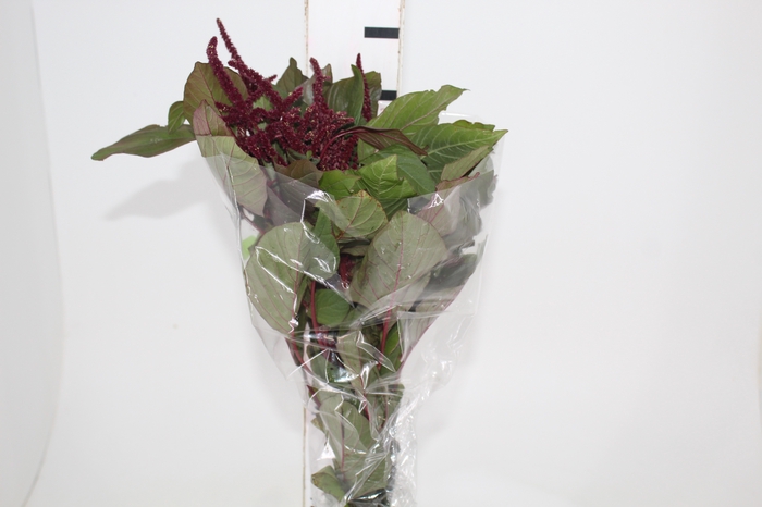 <h4>AMARANTHUS VINHO</h4>