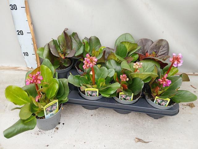 <h4>BERG CORD PURPUREA</h4>