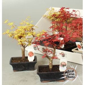 BONSAI OV