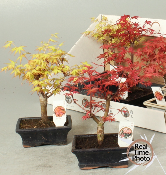<h4>BONSAI OV</h4>