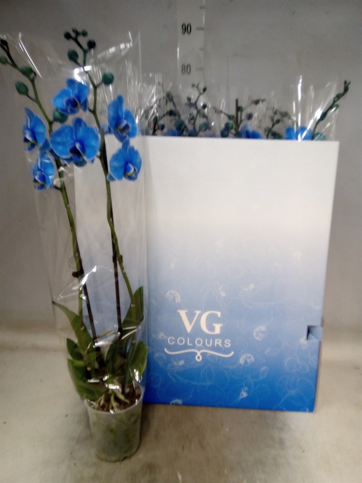 <h4>Phalaenopsis   ...</h4>