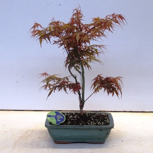 Acer palmatum 'Skeeters Broom', 28cm.