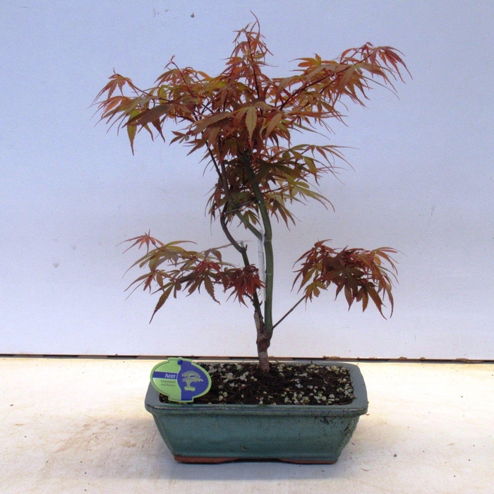 <h4>Acer palmatum 'Skeeters Broom', 28cm.</h4>