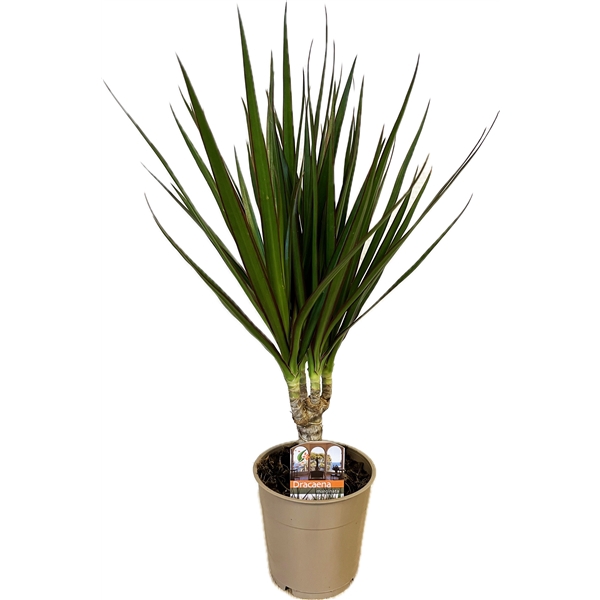 <h4>Dracaena marginata</h4>