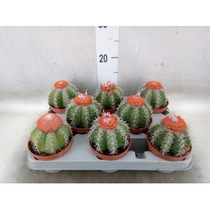 Melocactus matanzanus