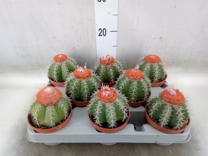 <h4>Melocactus matanzanus</h4>
