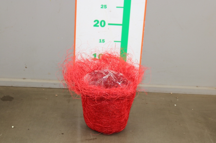 MANDJE SISAL ROOD 10 CM